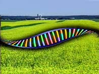 OGM - ADN